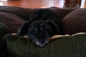 pet insurance